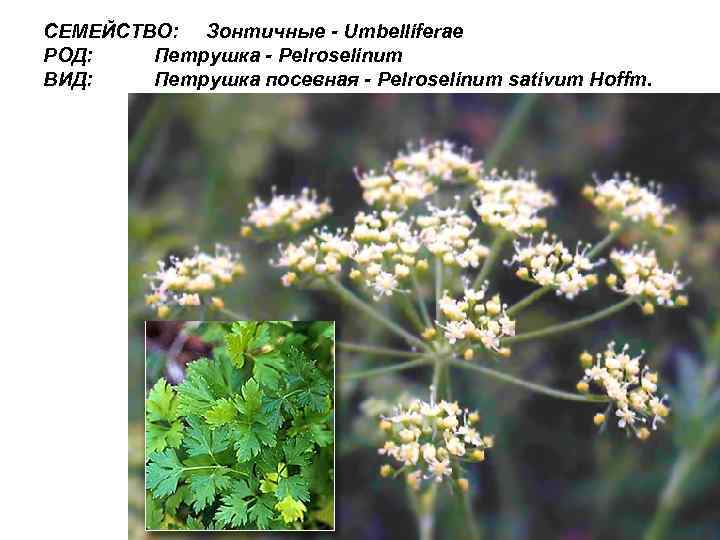СЕМЕЙСТВО: Зонтичные - Umbelliferae РОД: Петрушка - Pelroselinum ВИД: Петрушка посевная - Pelroselinum sativum