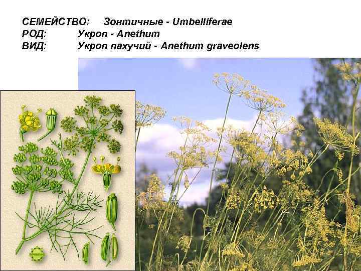 СЕМЕЙСТВО: Зонтичные - Umbelliferae РОД: Укроп - Anethum ВИД: Укроп пахучий - Anethum graveolens