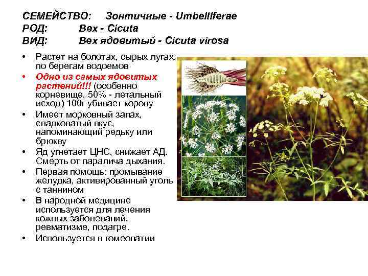СЕМЕЙСТВО: Зонтичные - Umbelliferae РОД: Вех - Cicuta ВИД: Вех ядовитый - Cicuta virosa