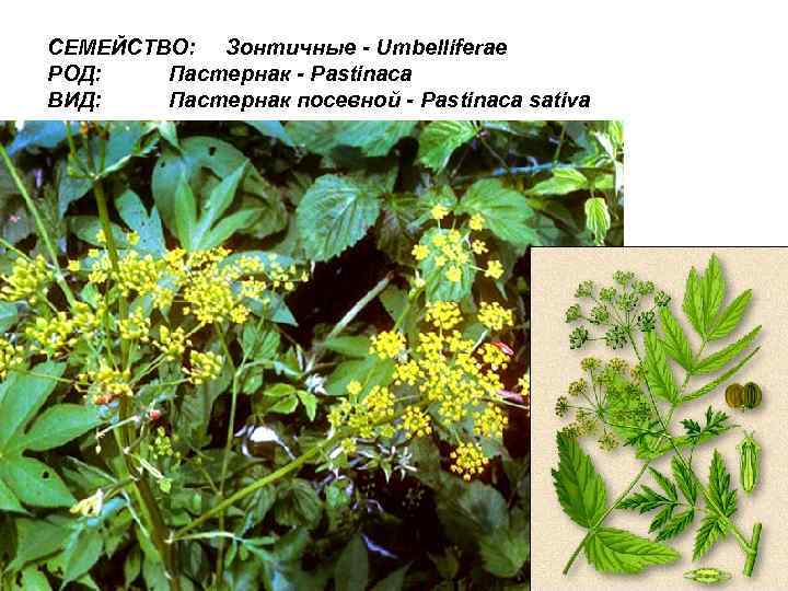 СЕМЕЙСТВО: Зонтичные - Umbelliferae РОД: Пастернак - Pastinaca ВИД: Пастернак посевной - Pastinaca sativa