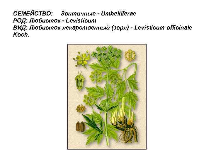 СЕМЕЙСТВО: Зонтичные - Umbelliferae РОД: Любисток - Levisticum ВИД: Любисток лекарственный (зоря) - Levisticum