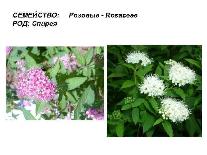 СЕМЕЙСТВО: РОД: Спирея Розовые - Rosaceae 