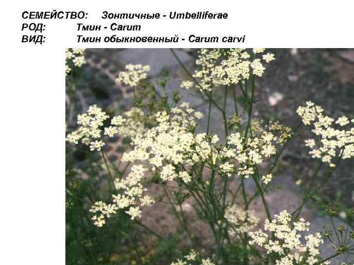 СЕМЕЙСТВО: Зонтичные - Umbelliferae РОД: Тмин - Carum ВИД: Тмин обыкновенный - Carum carvi
