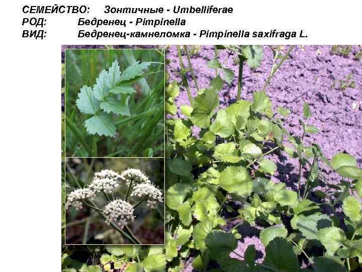СЕМЕЙСТВО: Зонтичные - Umbelliferae РОД: Бедренец - Pimpinella ВИД: Бедренец-камнеломка - Pimpinella saxifraga L.
