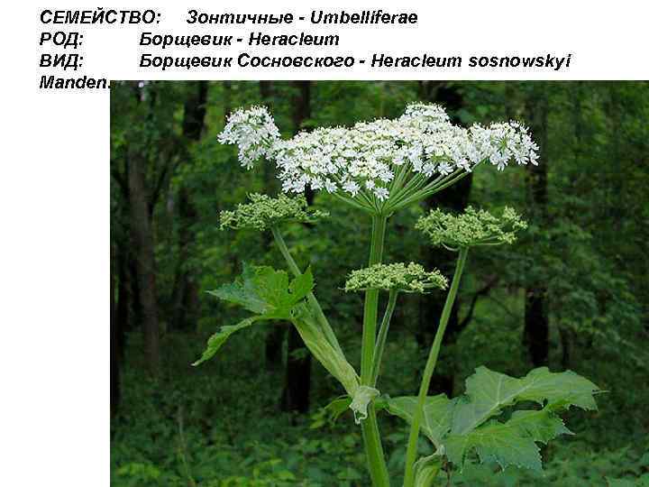 СЕМЕЙСТВО: Зонтичные - Umbelliferae РОД: Борщевик - Heracleum ВИД: Борщевик Сосновского - Heracleum sosnowskyi