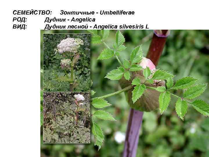СЕМЕЙСТВО: Зонтичные - Umbelliferae РОД: Дудник - Angelica ВИД: Дудник лесной - Angelica silvesiris