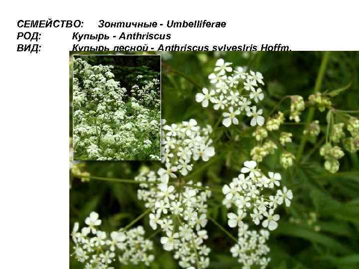СЕМЕЙСТВО: Зонтичные - Umbelliferae РОД: Купырь - Anthriscus ВИД: Купырь лесной - Anthriscus sylveslris