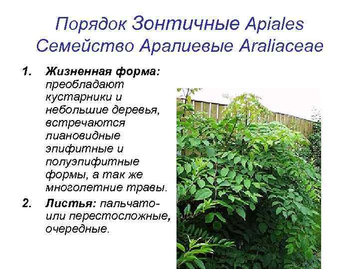 Порядок Зонтичные Apiales Семейство Аралиевые Araliaceae 1. 2. Жизненная форма: преобладают кустарники и небольшие
