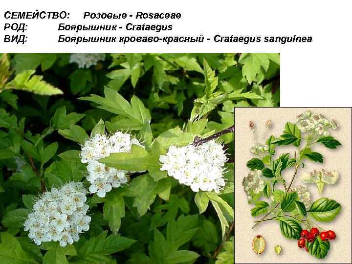 СЕМЕЙСТВО: Розовые - Rosaceae РОД: Боярышник - Crataegus ВИД: Боярышник кроваво-красный - Crataegus sanguinea