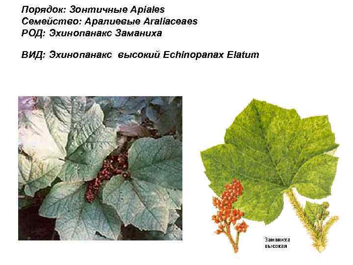 Порядок: Зонтичные Apiales Семейство: Аралиевые Araliaceaes РОД: Эхинопанакс Заманиха ВИД: Эхинопанакс высокий Echinopanax Elatum