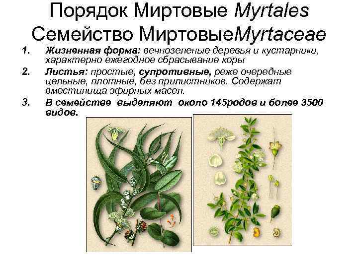 1. 2. 3. Порядок Миртовые Myrtales Семейство Миртовые. Myrtaceae Жизненная форма: вечнозеленые деревья и