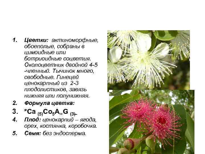 1. 2. Цветки: актиноморфные, обоеполые, собраны в цимоидные или ботриоидные соцветия. Околоцветник двойной 4