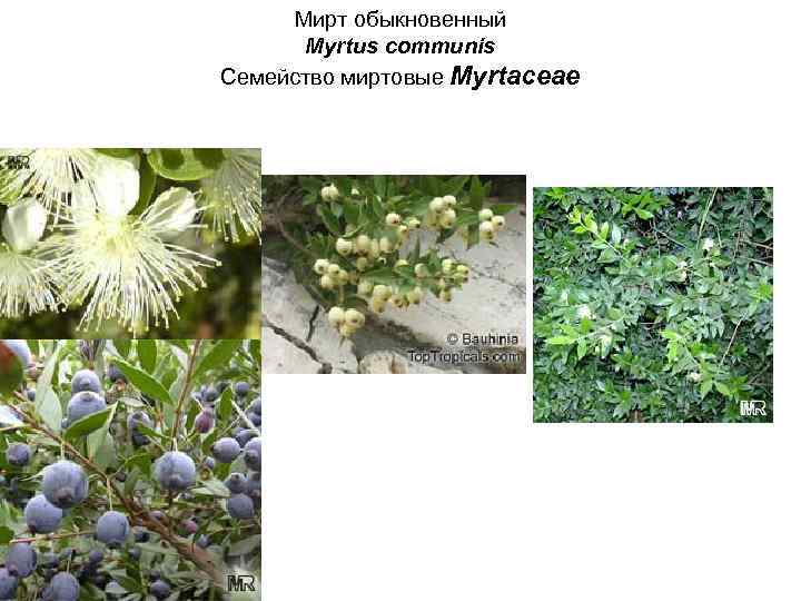 Мирт обыкновенный Myrtus communis Семейство миртовые Myrtaceae 