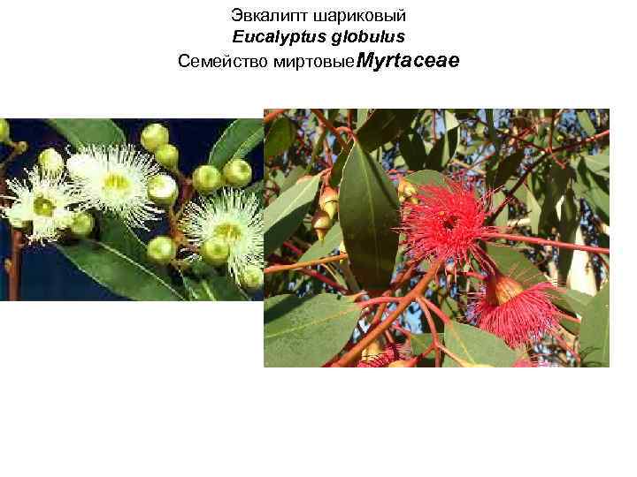 Эвкалипт шариковый Eucalyptus globulus Семейство миртовые. Myrtaceae 