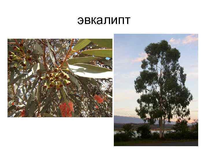 эвкалипт 