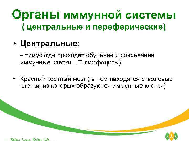 Органы иммунной системы ( центральные и переферические) • Центральные: - тимус (где проходят обучение