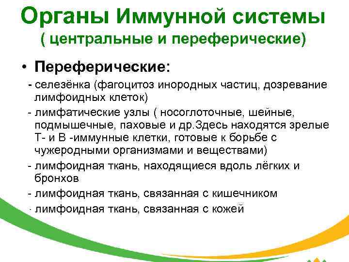 Органы Иммунной системы ( центральные и переферические) • Переферические: - селезёнка (фагоцитоз инородных частиц,