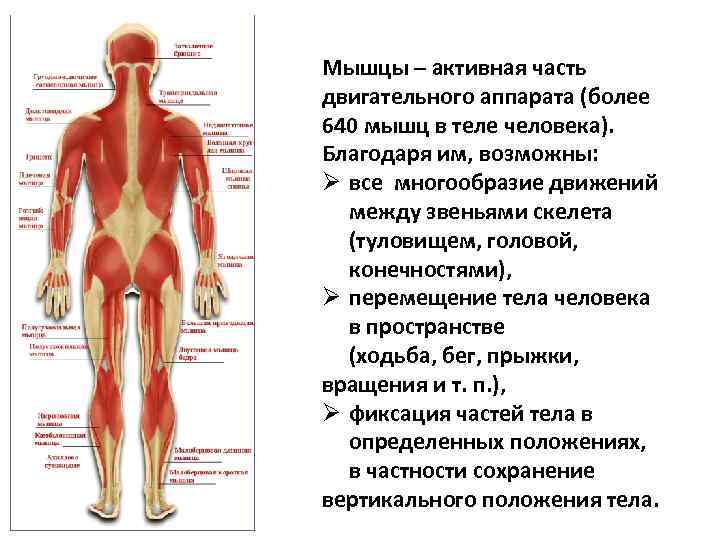 Мышцы – активная часть двигательного аппарата (более 640 мышц в теле человека). Благодаря им,