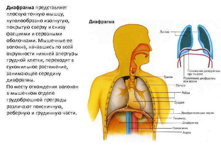 Диафрагма представляет плоскую тонкую мышцу, куполообразно изогнутую, покрытую сверху и снизу фасциями и серозными