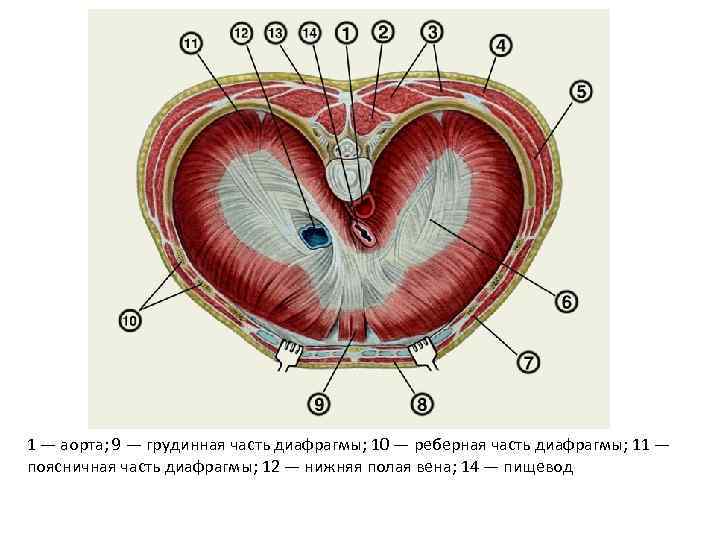 1 — аорта; 9 — грудинная часть диафрагмы; 10 — реберная часть диафрагмы; 11