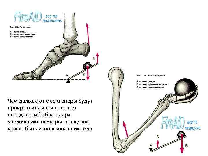 Чем дальше от места опоры будут прикрепляться мышцы, тем выгоднее, ибо благодаря увеличению плеча