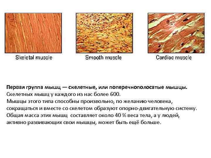 Первая группа мышц — скелетные, или поперечнополосатые мышцы. Скелетных мышц у каждого из нас