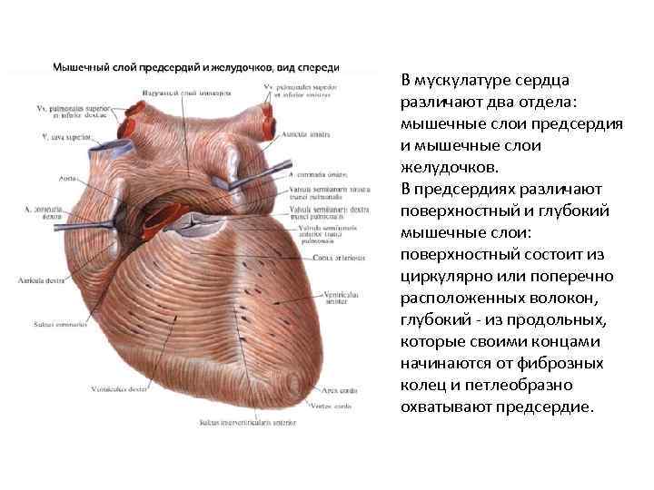 В мускулатуре сердца различают два отдела: мышечные слои предсердия и мышечные слои желудочков. В