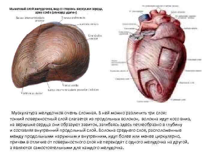  Мускулатура желудочков очень сложная. В ней можно различить три слоя: тонкий поверхностный слой