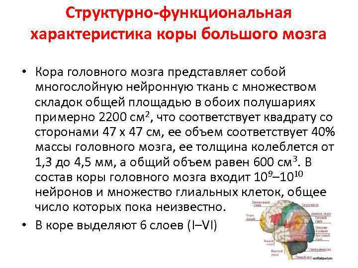 Структурно-функциональная характеристика коры большого мозга • Кора головного мозга представляет собой многослойную нейронную ткань