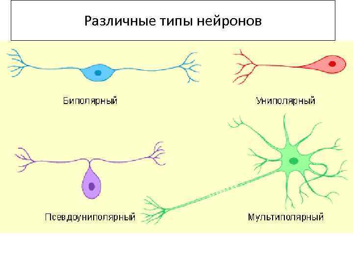 Различные типы нейронов 