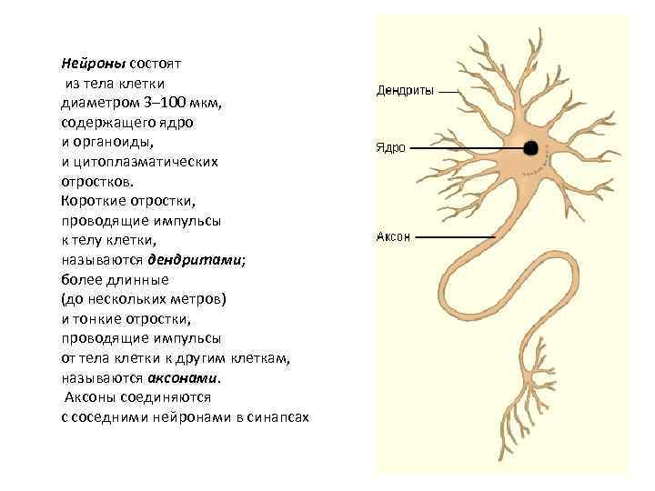Нейроны состоят из тела клетки диаметром 3– 100 мкм, содержащего ядро и органоиды, и