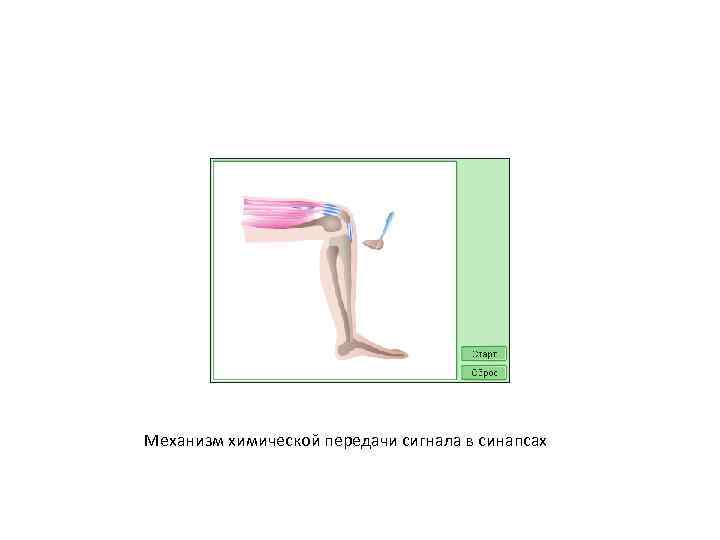 Механизм химической передачи сигнала в синапсах 