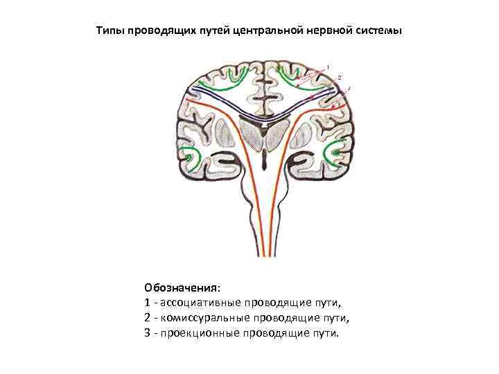 Типы проводящих путей центральной нервной системы Обозначения: 1 ассоциативные проводящие пути, 2 комиссуральные проводящие