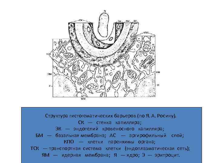 Структура гистогематических барьеров (по Я. А. Росину). СК — стенка капилляра; ЭК — эндотелий