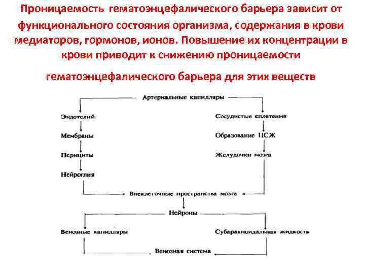 Проницаемость гематоэнцефалического барьера зависит от функционального состояния организма, содержания в крови медиаторов, гормонов, ионов.