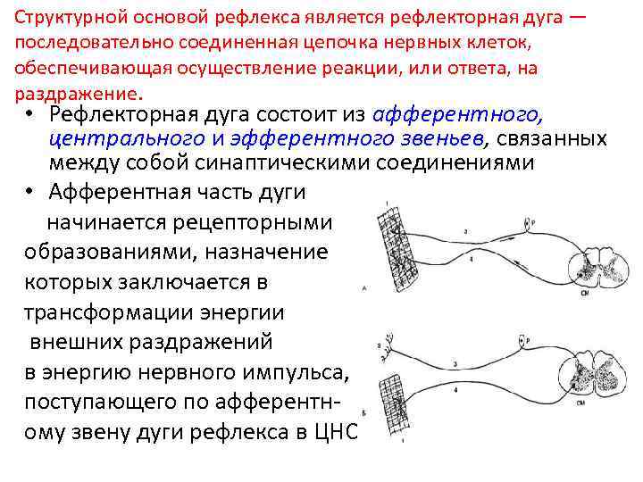 Структурной основой рефлекса является рефлекторная дуга — последовательно соединенная цепочка нервных клеток, обеспечивающая осуществление