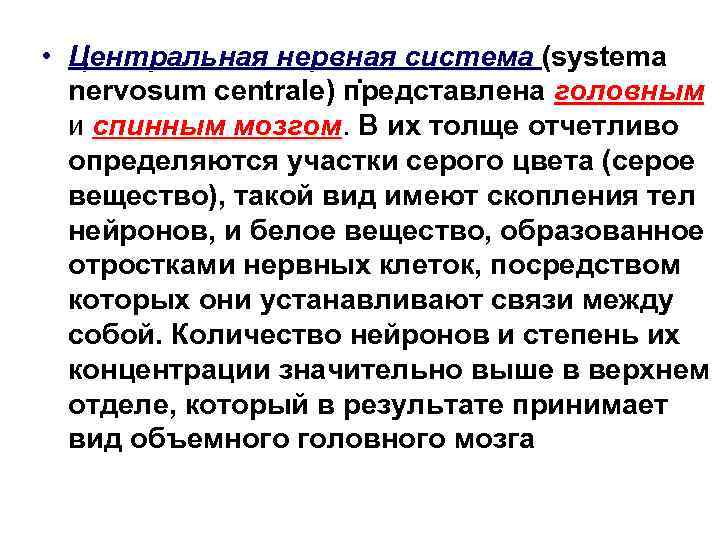  • Центральная нервная система (systema . nervosum centrale) представлена головным и спинным мозгом.