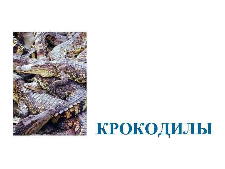 КРОКОДИЛЫ 