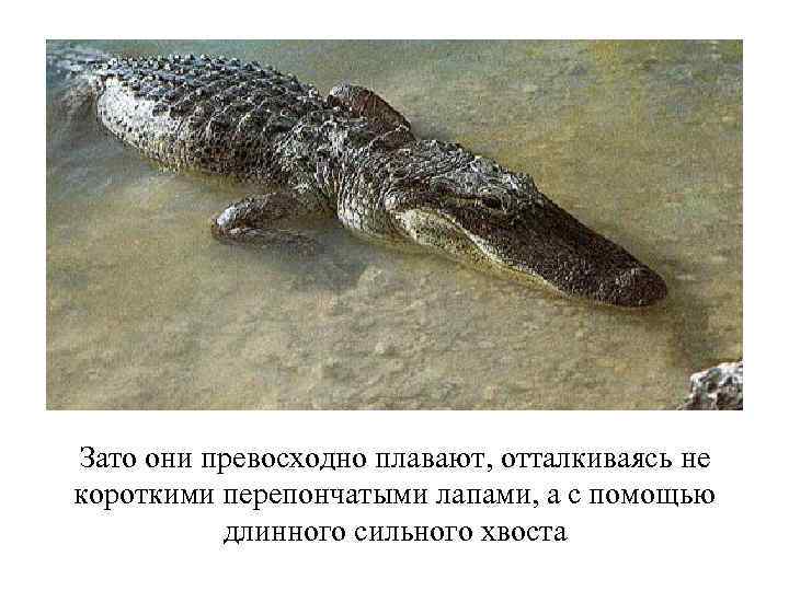 Зато они превосходно плавают, отталкиваясь не короткими перепончатыми лапами, а с помощью длинного сильного