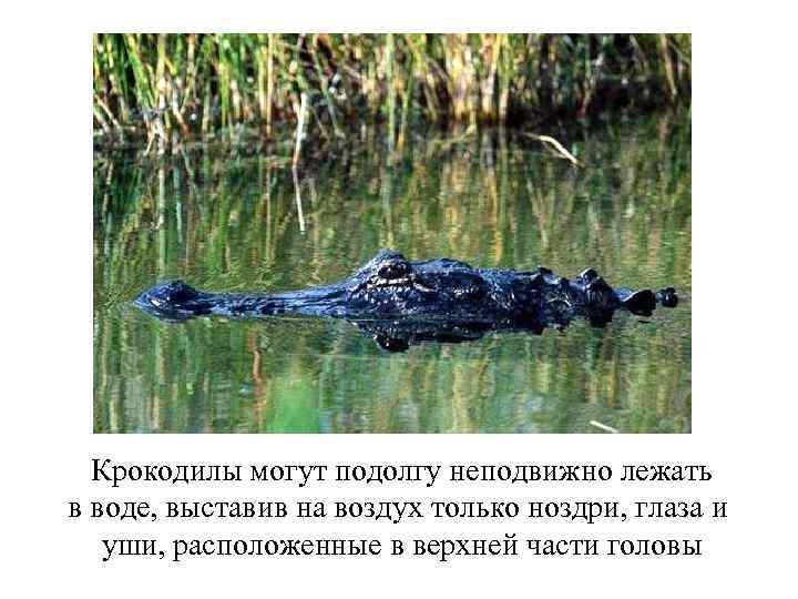 Крокодилы могут подолгу неподвижно лежать в воде, выставив на воздух только ноздри, глаза и