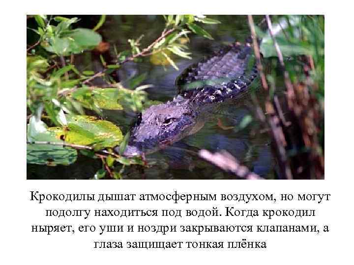 Крокодилы дышат атмосферным воздухом, но могут подолгу находиться под водой. Когда крокодил ныряет, его