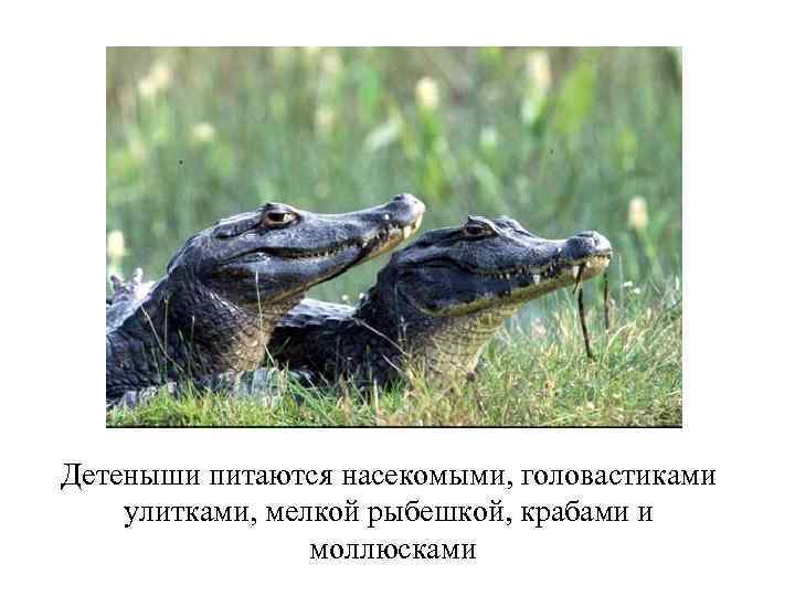 Детеныши питаются насекомыми, головастиками улитками, мелкой рыбешкой, крабами и моллюсками 