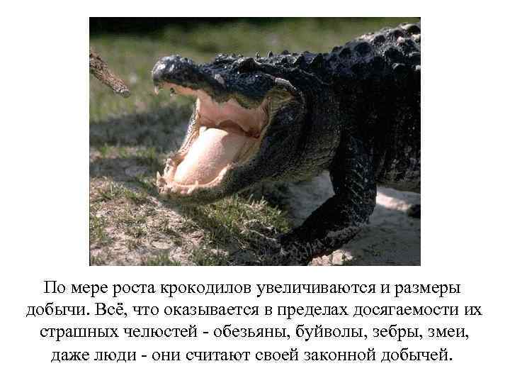 По мере роста крокодилов увеличиваются и размеры добычи. Всё, что оказывается в пределах досягаемости