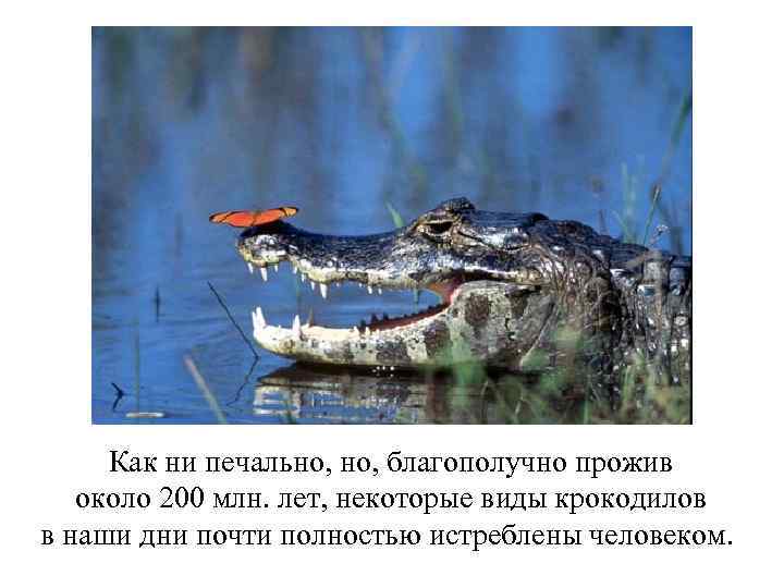 Как ни печально, благополучно прожив около 200 млн. лет, некоторые виды крокодилов в наши
