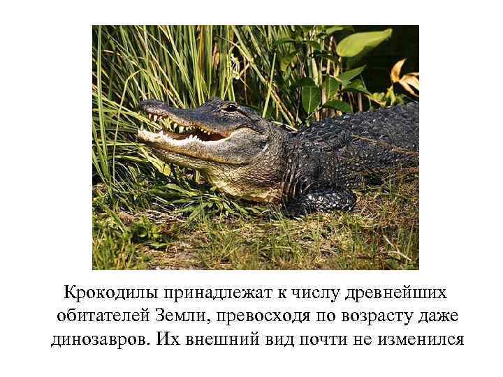 Крокодилы принадлежат к числу древнейших обитателей Земли, превосходя по возрасту даже динозавров. Их внешний