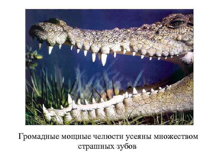 Громадные мощные челюсти усеяны множеством страшных зубов 