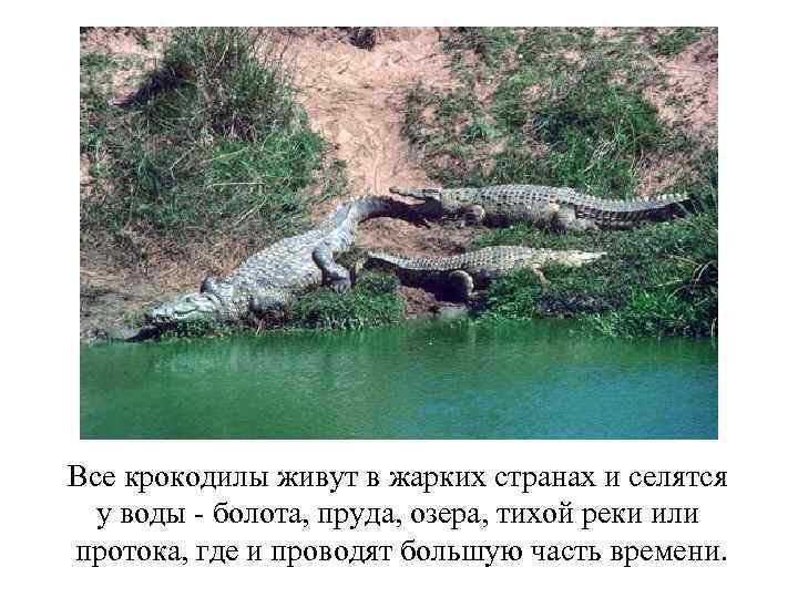 Все крокодилы живут в жарких странах и селятся у воды - болота, пруда, озера,