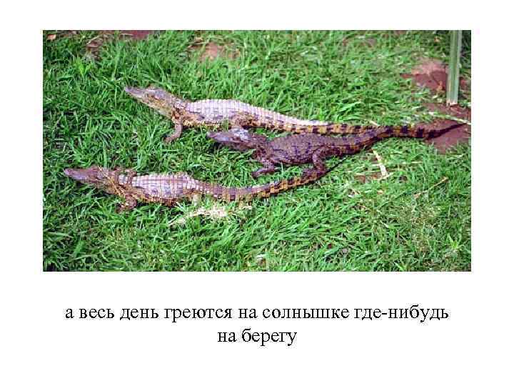 а весь день греются на солнышке где-нибудь на берегу 