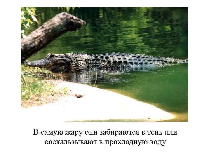 В самую жару они забираются в тень или соскальзывают в прохладную воду 