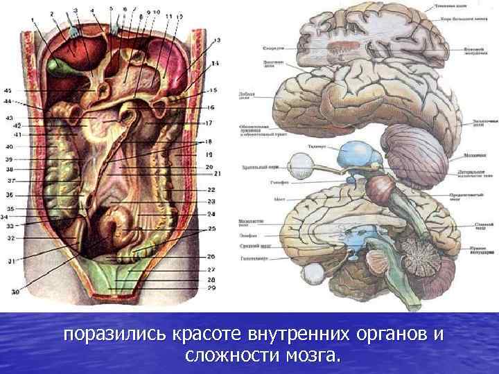 поразились красоте внутренних органов и сложности мозга. 